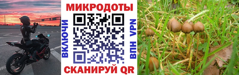 Псилоцибиновые грибы Psilocybine cubensis  наркошоп  Бабушкин 